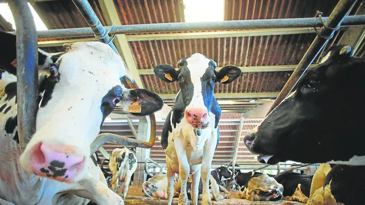 Ganaderos pedirán al menos 800 millones de euros en daños por el cártel de la leche