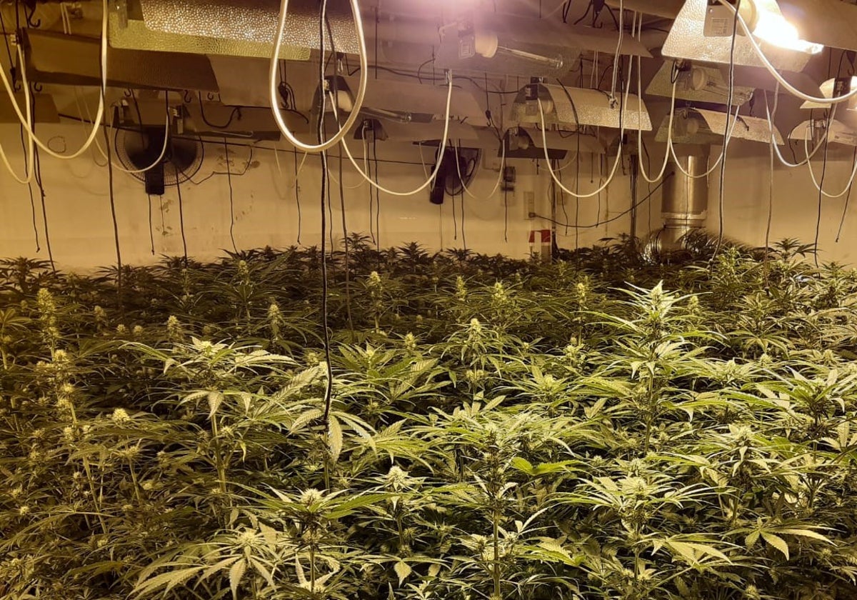 Plantación de marihuana desmantelada