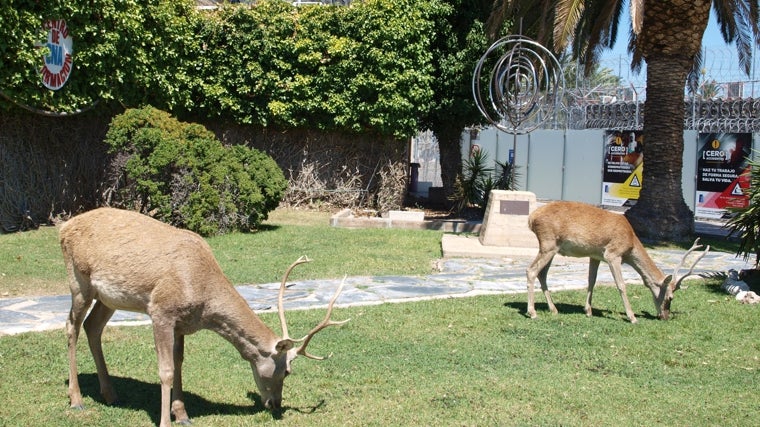 Es habitual ver animales como corzos y ciervos dentro del perímetro de la central