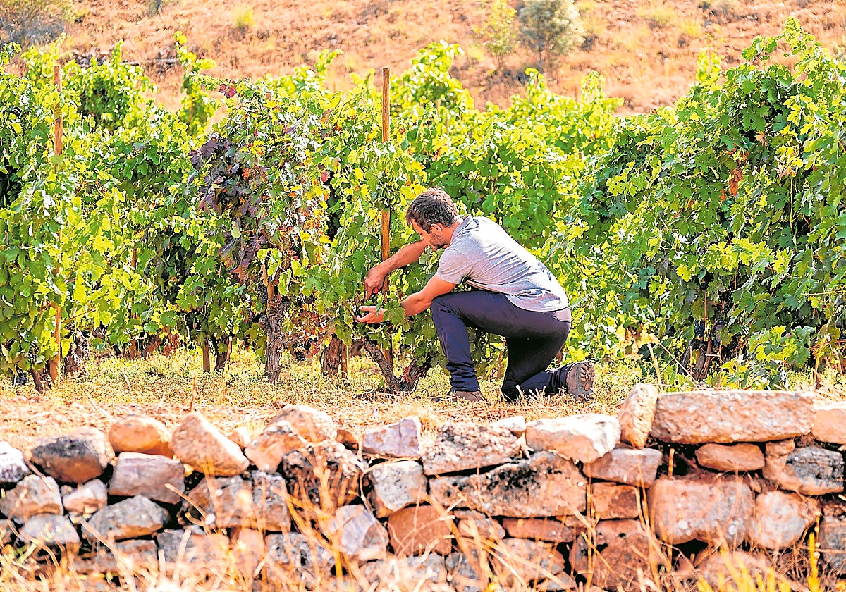 El sector vitivinícola descorcha la innovación para sobrevivir al cambio climático