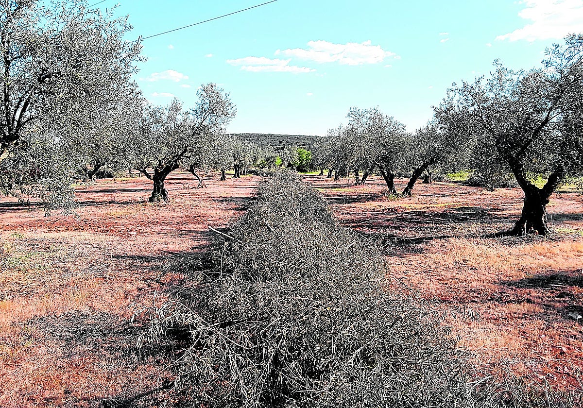 Biomasa agroforestal, una fuente de energía local y sostenible, que puede contribuir en gran medida a la descarbonización