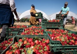 El campo pide cambios en la Ley de Extranjería para agilizar la contratación de inmigrantes