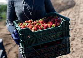 La 'fruta fea', un negocio pequeño pero en auge