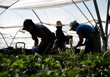 El 45% de lo que produce el campo europeo no llega a la mesa