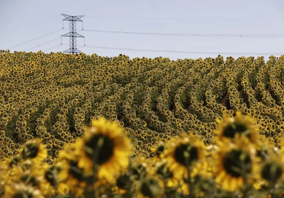 En los últimos doce meses en España se han consumido 162,6 millones de litros de aceite de girasol