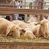 Planas pide tranquilidad tras el cierre al paso de animales desde Portugal por un brote de la enfermedad 'lengua azul'