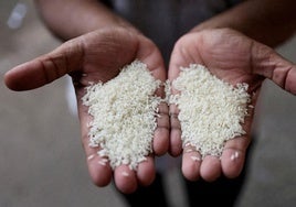 India elimina las restricciones a la exportación de arroz blanco: ¿por qué es una noticia clave para el mercado global?