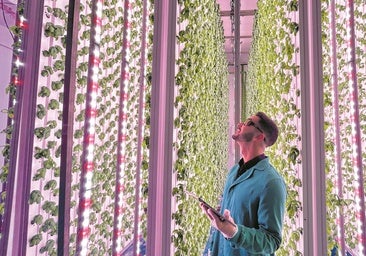 Aeroponía, el futuro de la agricultura está en el aire