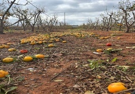 La DANA acaba con una tercera parte de la producción nacional de caqui: «Muchos clientes se quedarán sin abastecer este año»