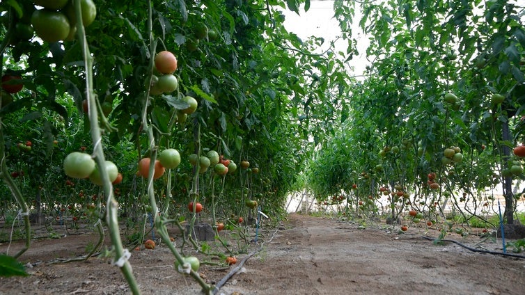 COAG denunciará a los importadores de tomate marroquí por fraude fiscal de 71 millones de euros