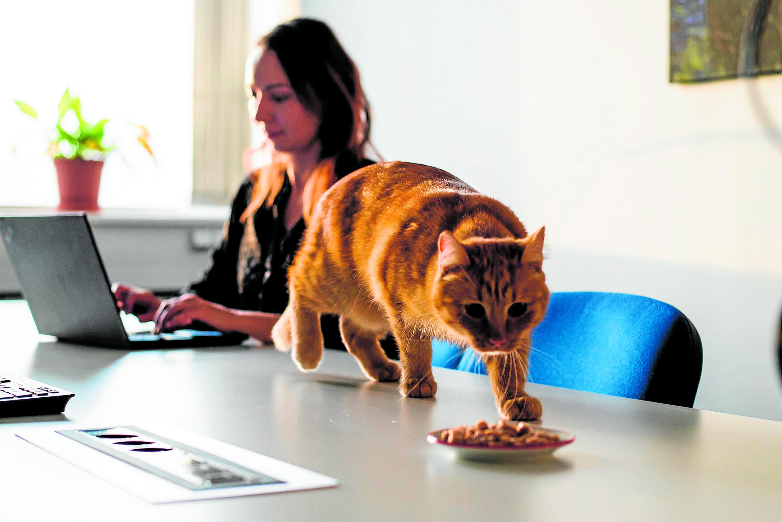 La checa Bene Meat produce carne cultivada que se emplea en la preparación de alimentos para mascotas