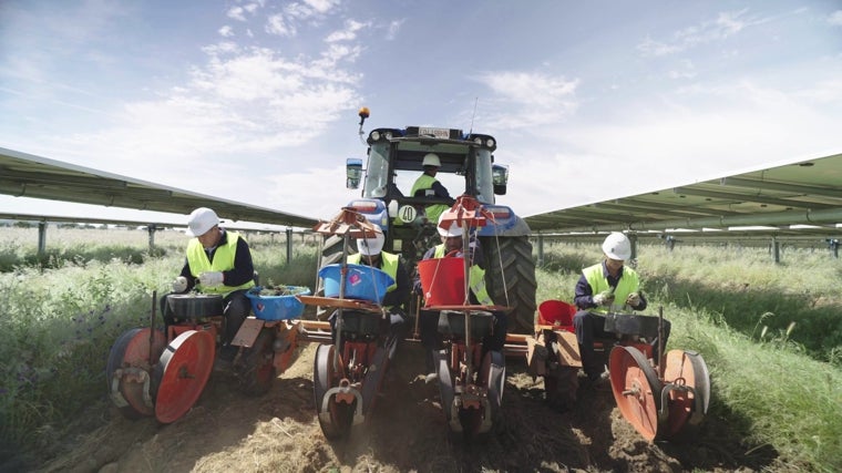 Arriba, agricultores plantando romero de forma mecánica en el parque fotovoltaico Zurbarán de Endesa en Cáceres. Una empresa extremeña extraerá los moléculas de alto valor añadido para nuevos productos farmacéuticos, cosméticos y nutracénicos