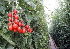 La megalópolis del tomate de Mohamed VI en el Sahara que amenaza a España