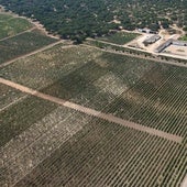 Los grandes fondos de inversión aterrizan en el campo con 5.000 millones en cinco años