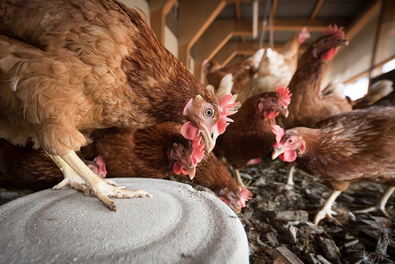 Aviso a los granjeros: esta es la multa que te pueden poner por tener gallinas en casa para el autoconsumo de huevos