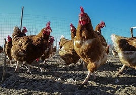 Las granjas avícolas se preparan para asumir más costes por el bienestar animal y eliminar las jaulas