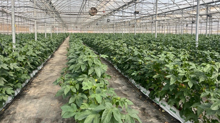 La startup valenciana Magtech apuesta por el cultivo hidropónico de algodón, es decir, sin suelo ni sustrato