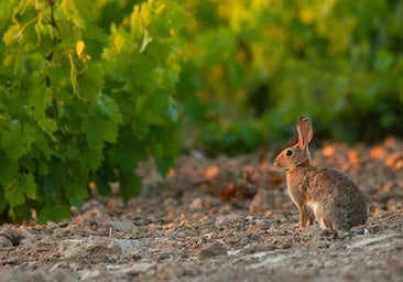La plaga de conejos ya afecta a 800.000 hectáreas de cultivo y expone al campo a pérdidas millonarias