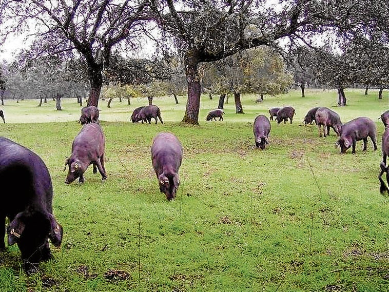 La industria del cerdo lanza campañas de promoción del jamón en EE.UU. a la espera de los aranceles