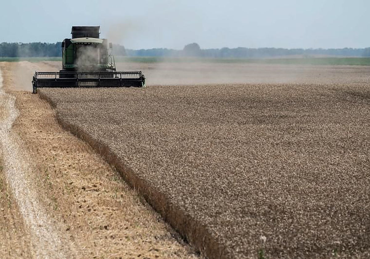 Un campo de trigo en Ucrania