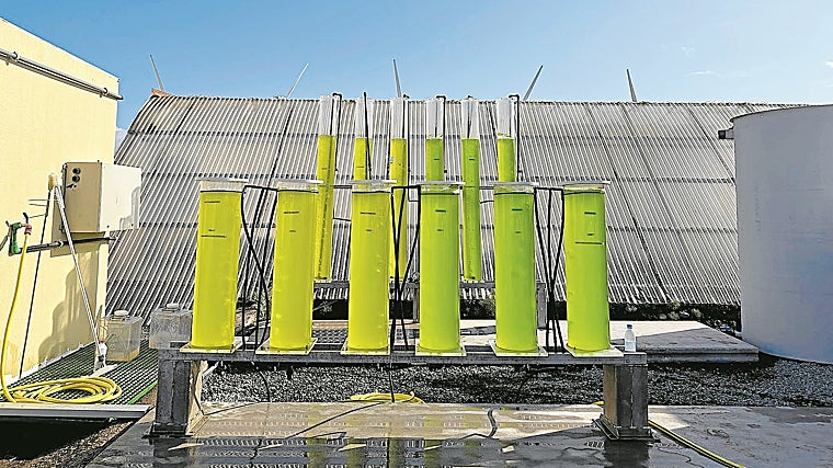 Uno de los proyectos de innovación abierta de Moeve, en este caso, sobre nuevos combustibles: microalgas en el Instituto Tecnológico de Canarias