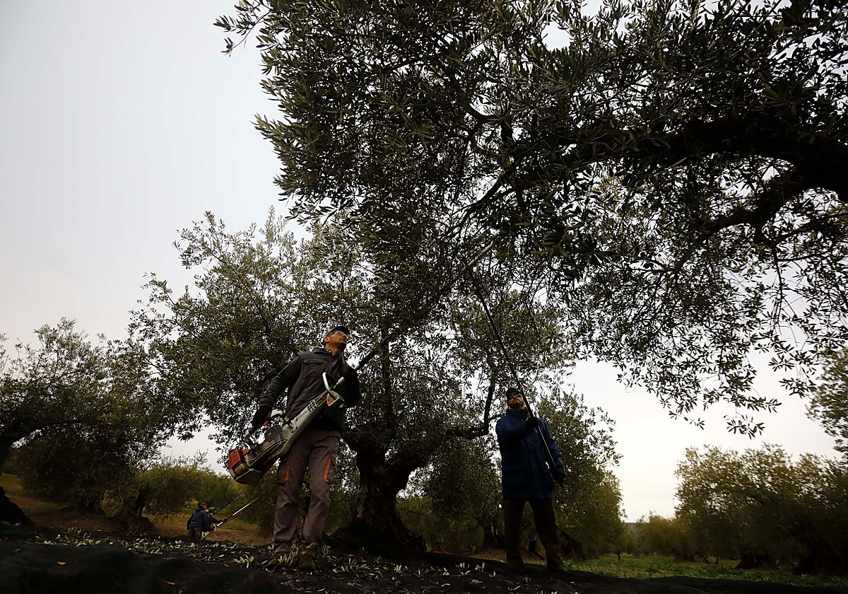 Una cuadrilla de oleicultores trabaja en la recogida de la aceituna