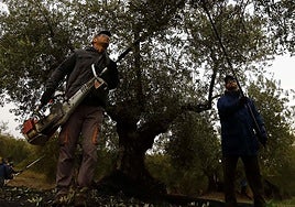 La caída de precios por la buena campaña amortigua el golpe de Trump al aceite español