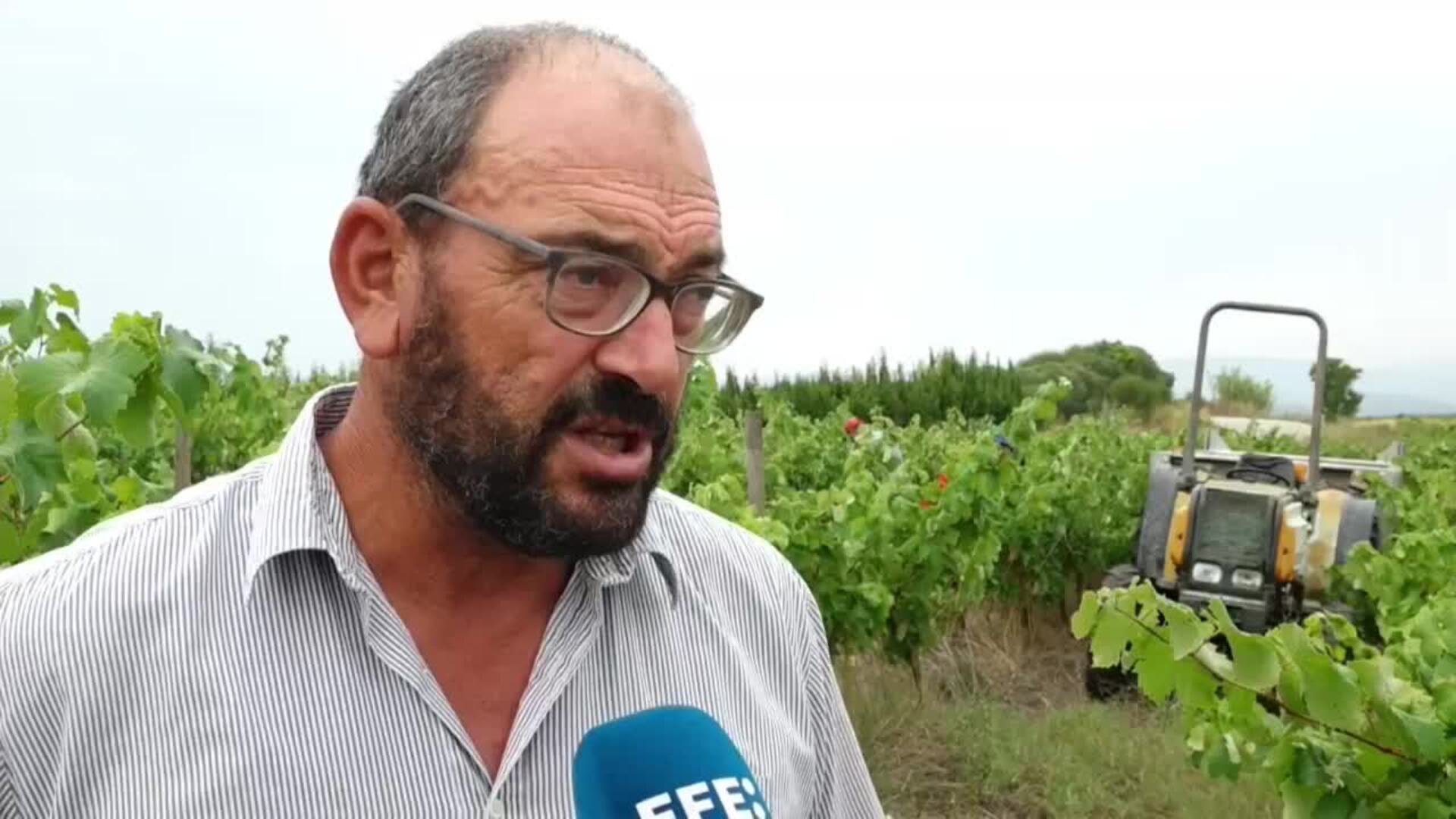 La ola de calor adelanta la mejor vendimia de los últimos años en Cataluña