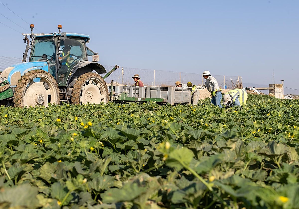 Temporeros en Torre Pacheco (Murcia)