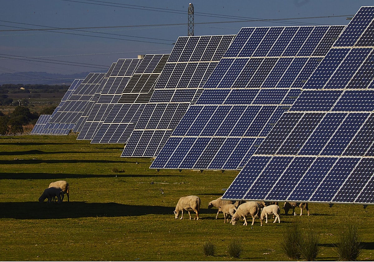 Las plantas fotovoltaicas han sido las que han sufrido más restricciones este verano por parte de Red Eléctrica. Es la primera tecnología del parque generador español, seguida de la eólica