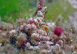 La acuicultura echa las redes en la confluencia de negocio y sostenibilidad