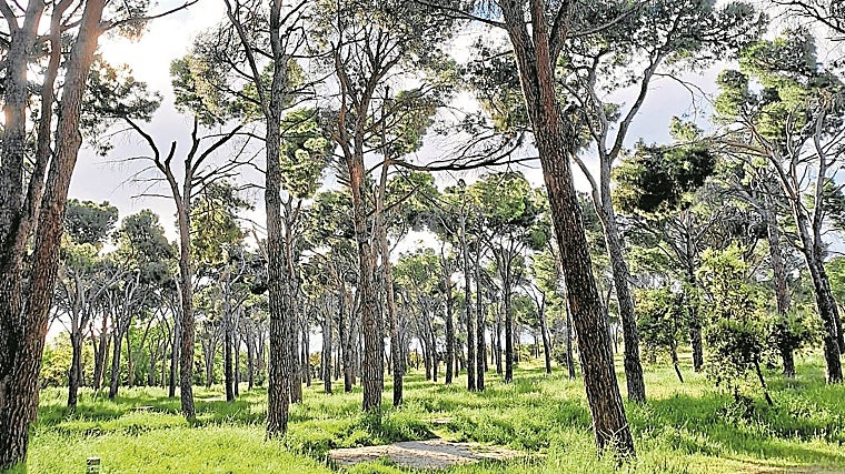 En el eco-columbario de Recordarmiárbol las cenizas se integran en la tierra para reforestar un área afectada por un incendio forestal, reduciendo así la huella de carbono