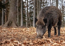 La peste porcina reaparece en España 31 años después con dos casos en Barcelona