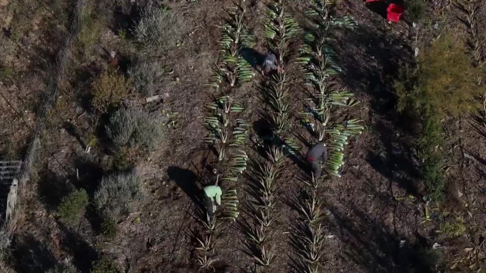 Un viñedo del sur de Francia apuesta por el aloe vera por la sequía