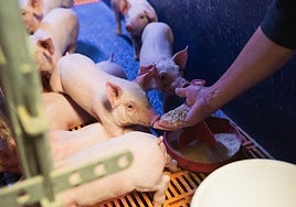 El sector porcino español confía en un impacto «asumible» por el brote de peste