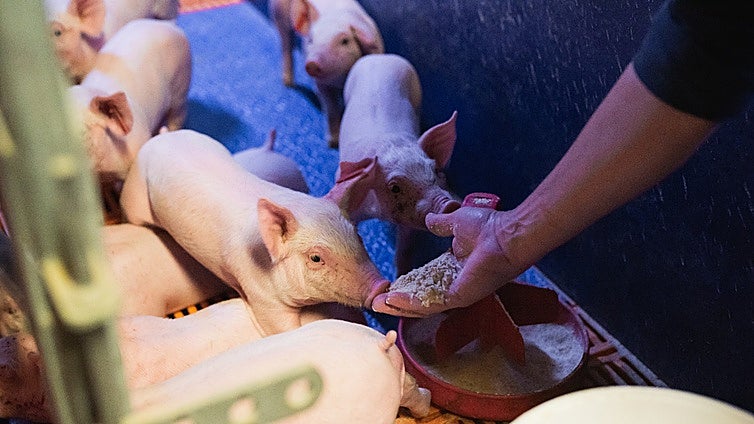 El sector porcino español confía en un impacto «asumible» por el brote de peste