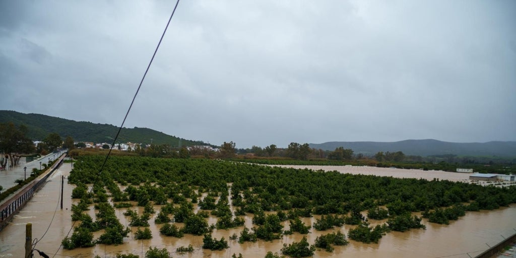 El temporal se ceba con el olivar, el cítrico y el cereal y augura pérdidas millonarias