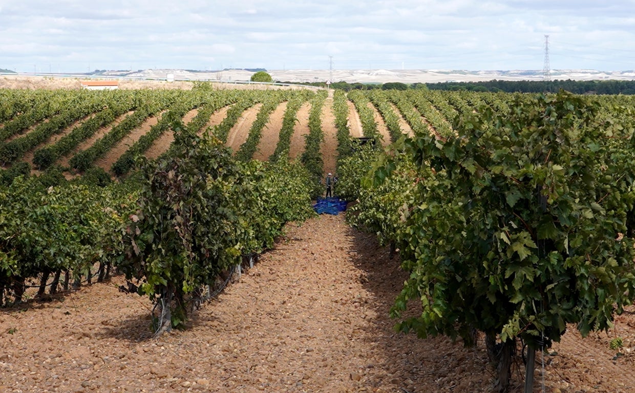 Vendimia en las viñas de Rueda, Valladolid