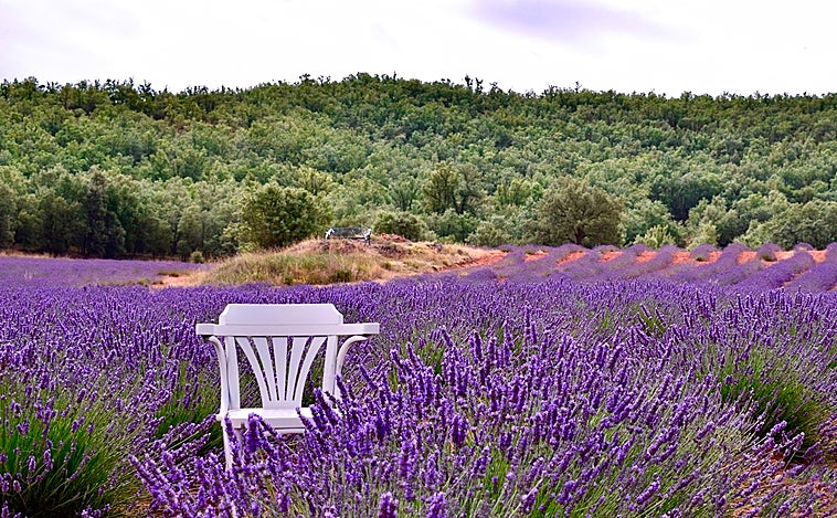 Los campos de lavanda vuelven a ser protagonistas este verano en Guadalajara