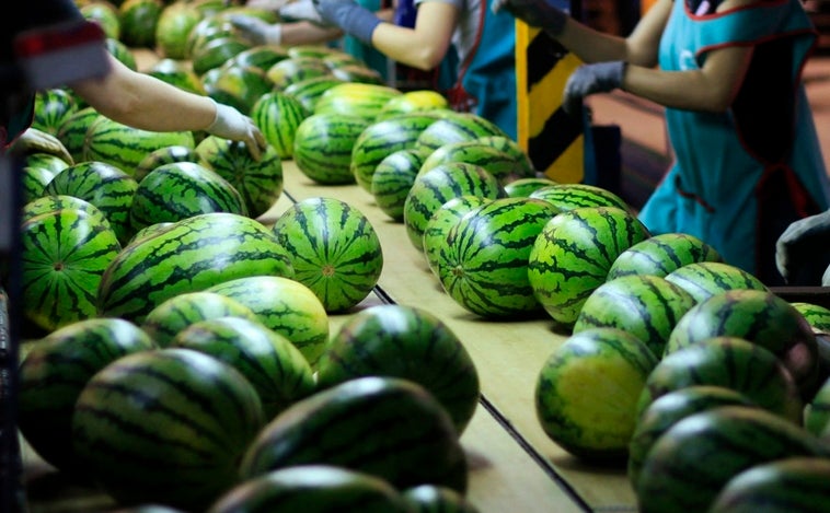 La sandía que se paga a 0,36 se vende a 2,2 euros el kilo: así se cuela la inflación entre el campo y los supermercados