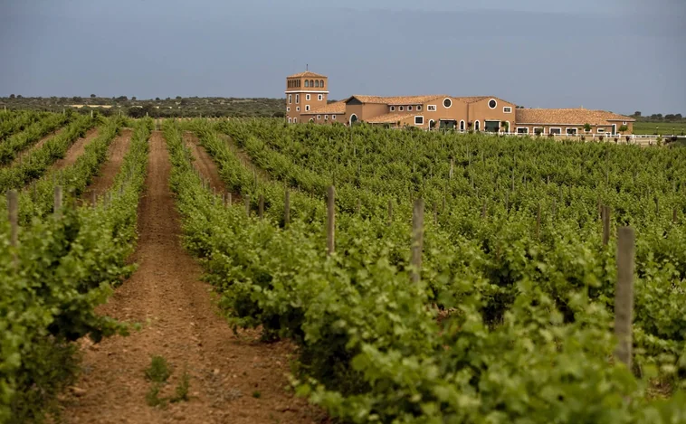La bodega albaceteña Los Aljibes presenta su primer vino blanco elaborado con uva Godello
