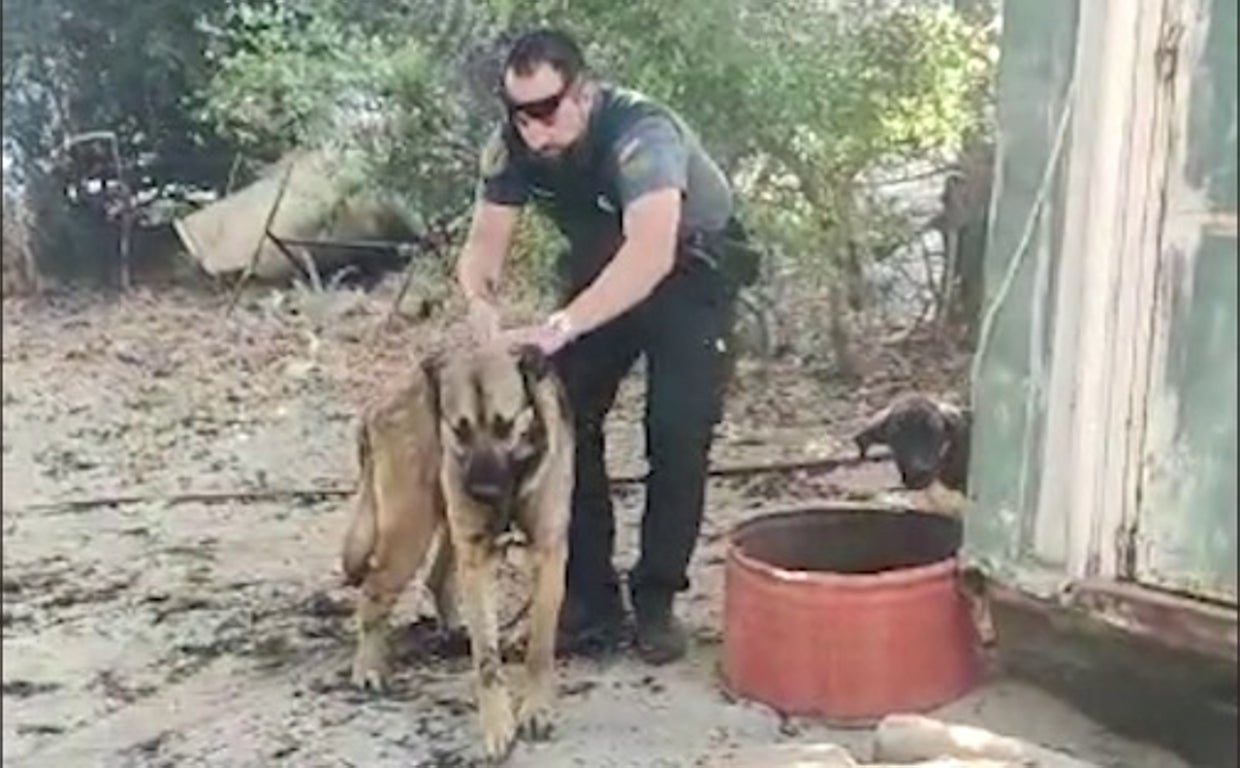 Uno de los animales liberados por uno de los guardias civiles