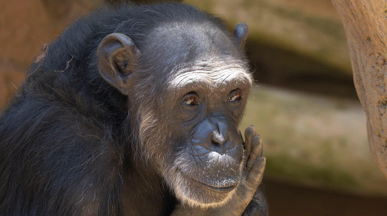 La 'jubilación' dorada de Julieta en Fuengirola, el chimpancé que se hacía fotos con los turistas en la playa