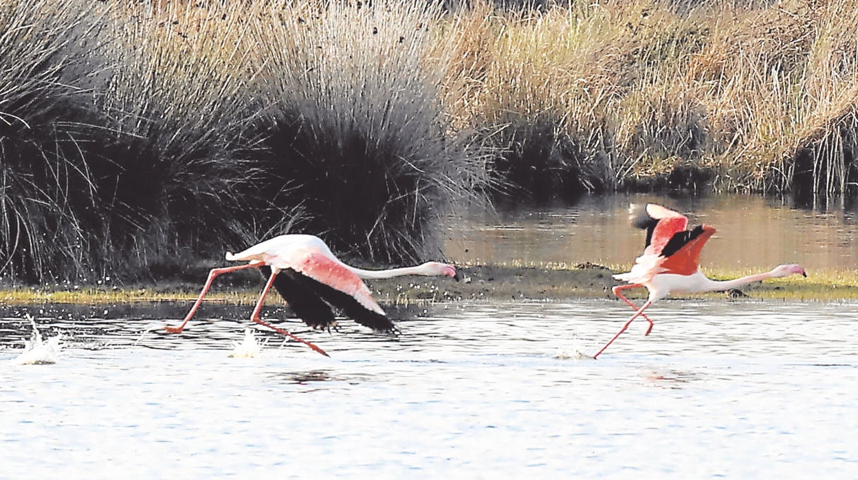 La UE expedienta de nuevo a España y amenaza con multa por no proteger el agua de Doñana