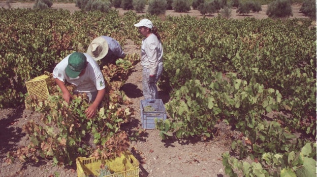 La vendimia de Montilla-Moriles afronta su cuarta campaña de baja producción