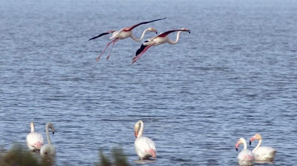 El Gobierno responde a la presión de Europa sobre el agua de Doñana con un sondeo de 85.000 euros