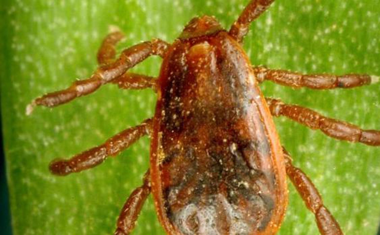 Confirmado un caso de fiebre hemorrágica de Crimea-Congo en El Bierzo