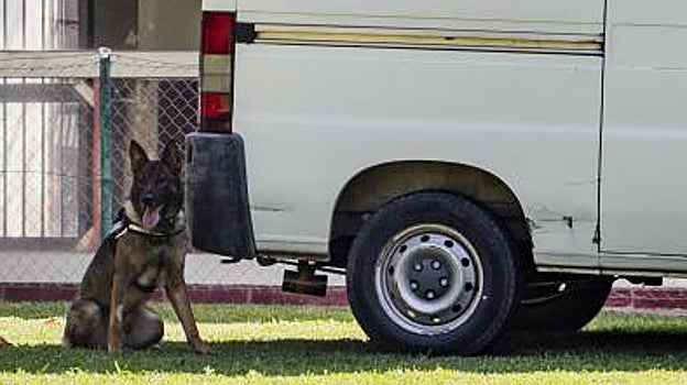 El perro, especializado en explosivos, marca una bomba lapa bajo la furgoneta