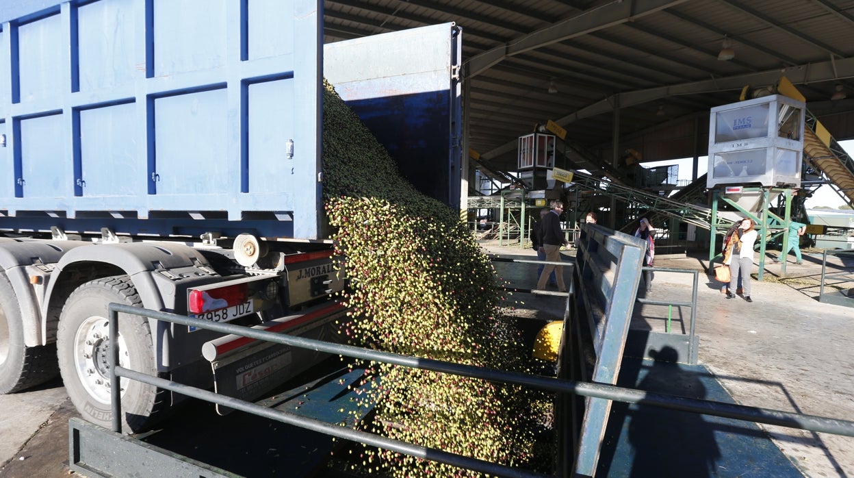 La guerra en Ucrania y la mala cosecha mantendrán al alza el precio del aceite en Córdoba