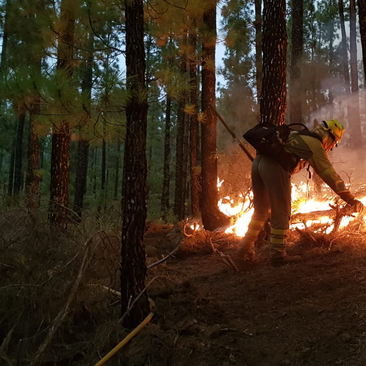 El incendio de Los Realejos se da por «estabilizado» y posiblemente es intencionado